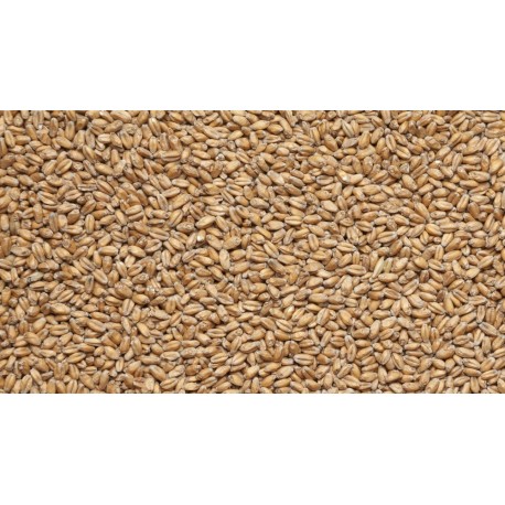 Курский солод пшеничный (Wheat), 1кг молотый